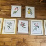 Lot of 7 pink botanical lithographs 1950