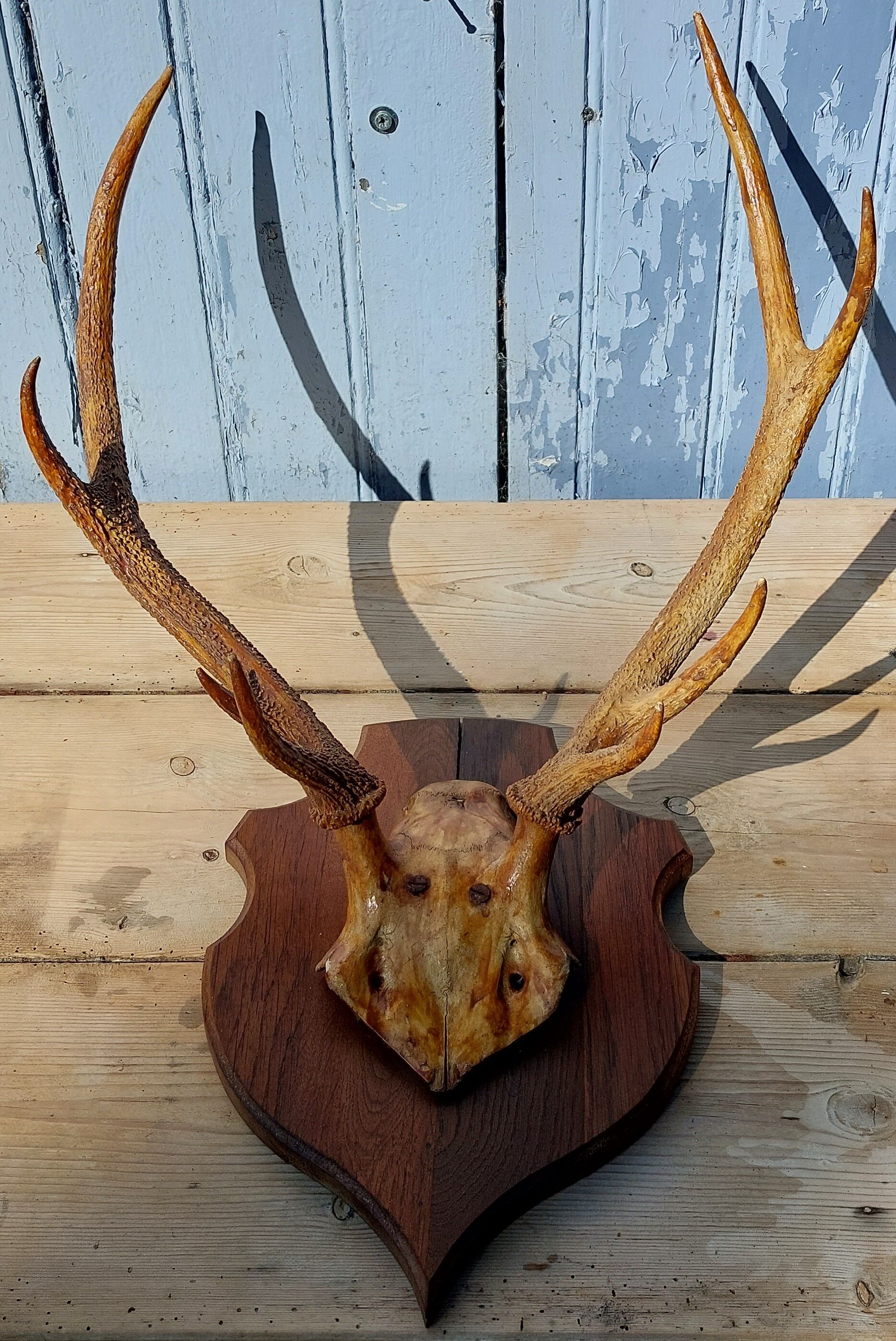 Deer massacre trophy