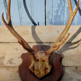 Deer massacre trophy