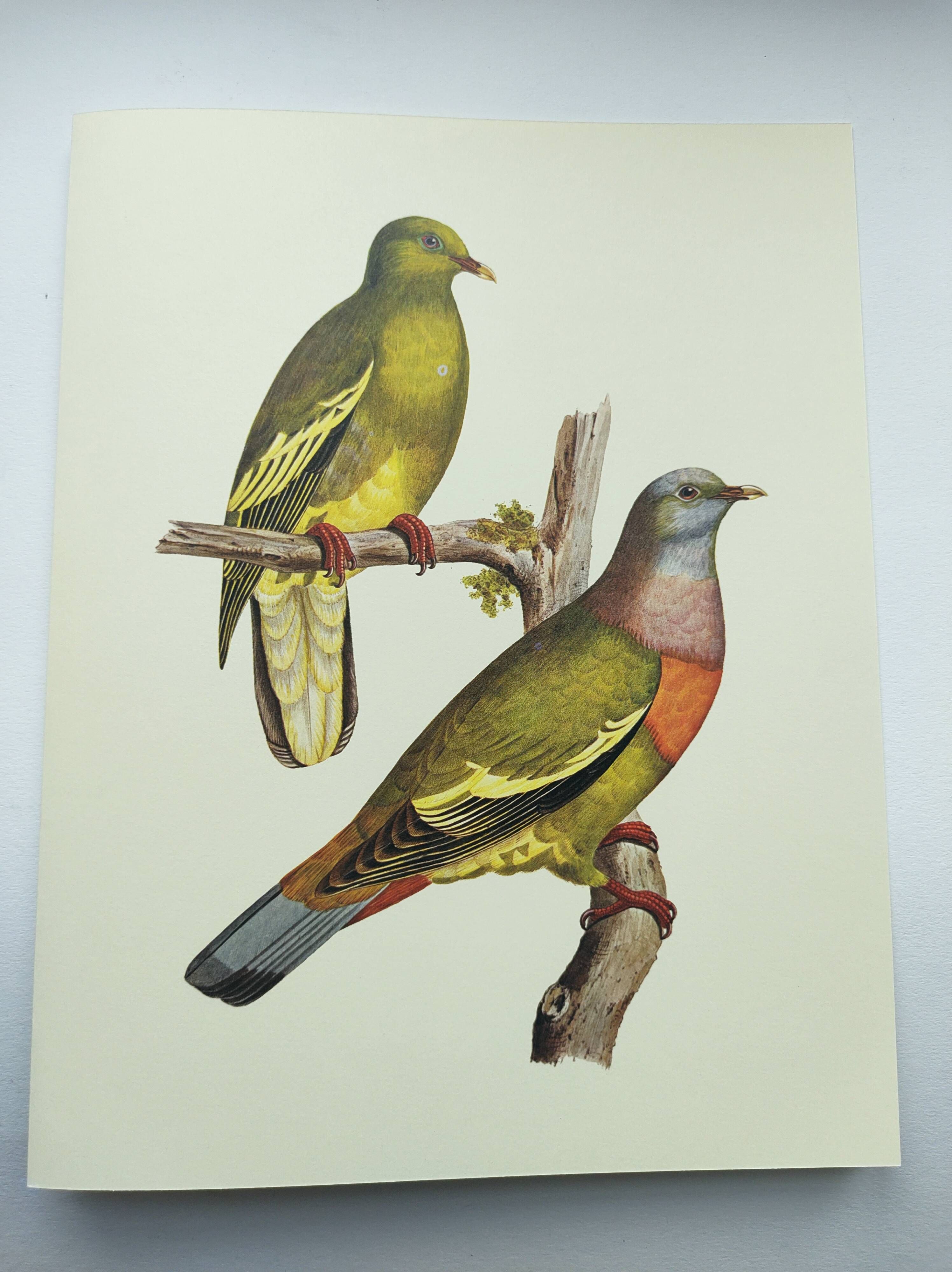Old plate - Colombar girouanne - Vintage zoological and ornithological illustration from 1970