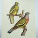 Old plate - Colombar girouanne - Vintage zoological and ornithological illustration from 1970
