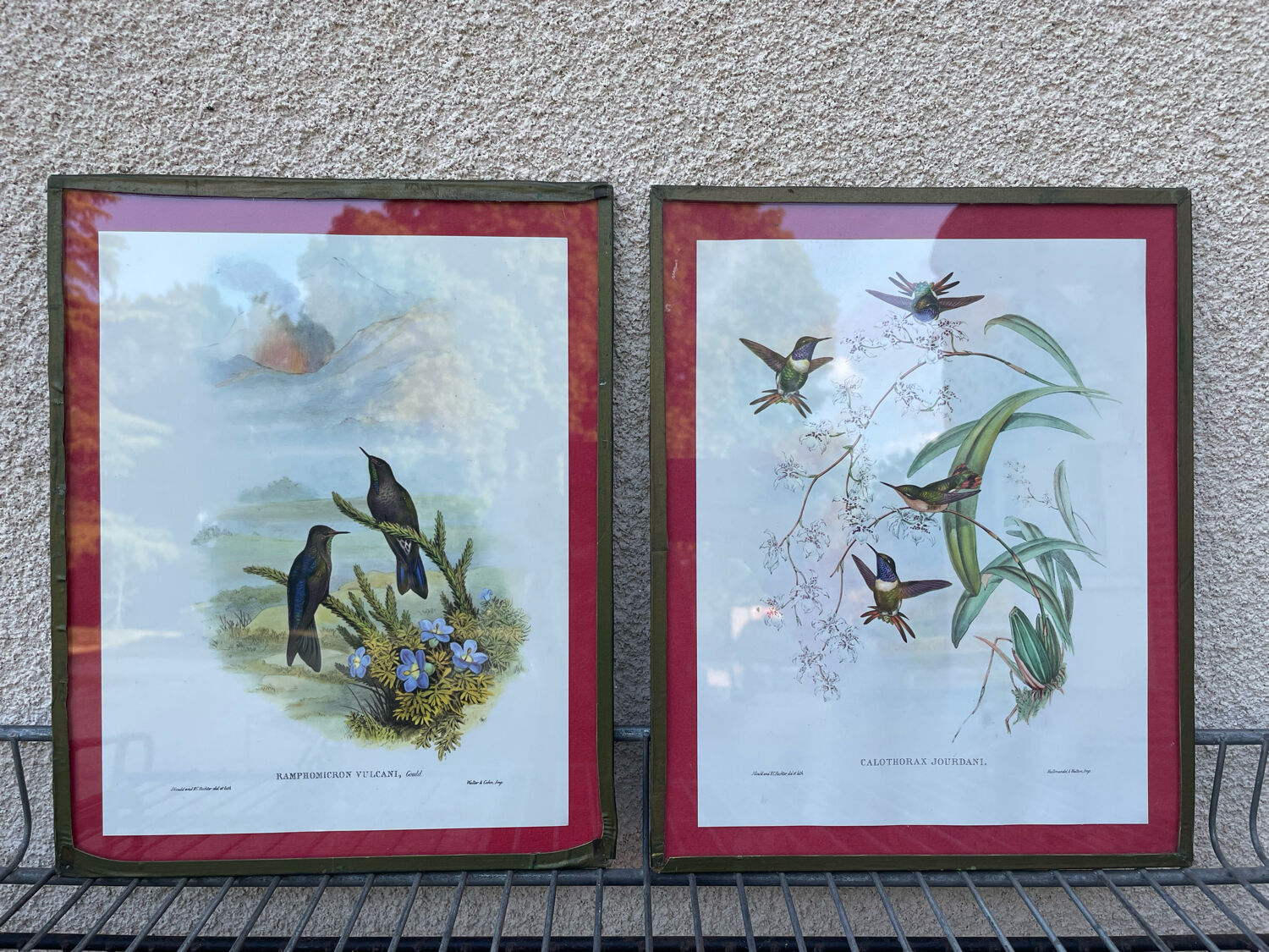 Old bird frames J. Gould and HC. Richter