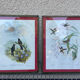 Old bird frames J. Gould and HC. Richter