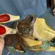 Old wooden carousel horse 1900