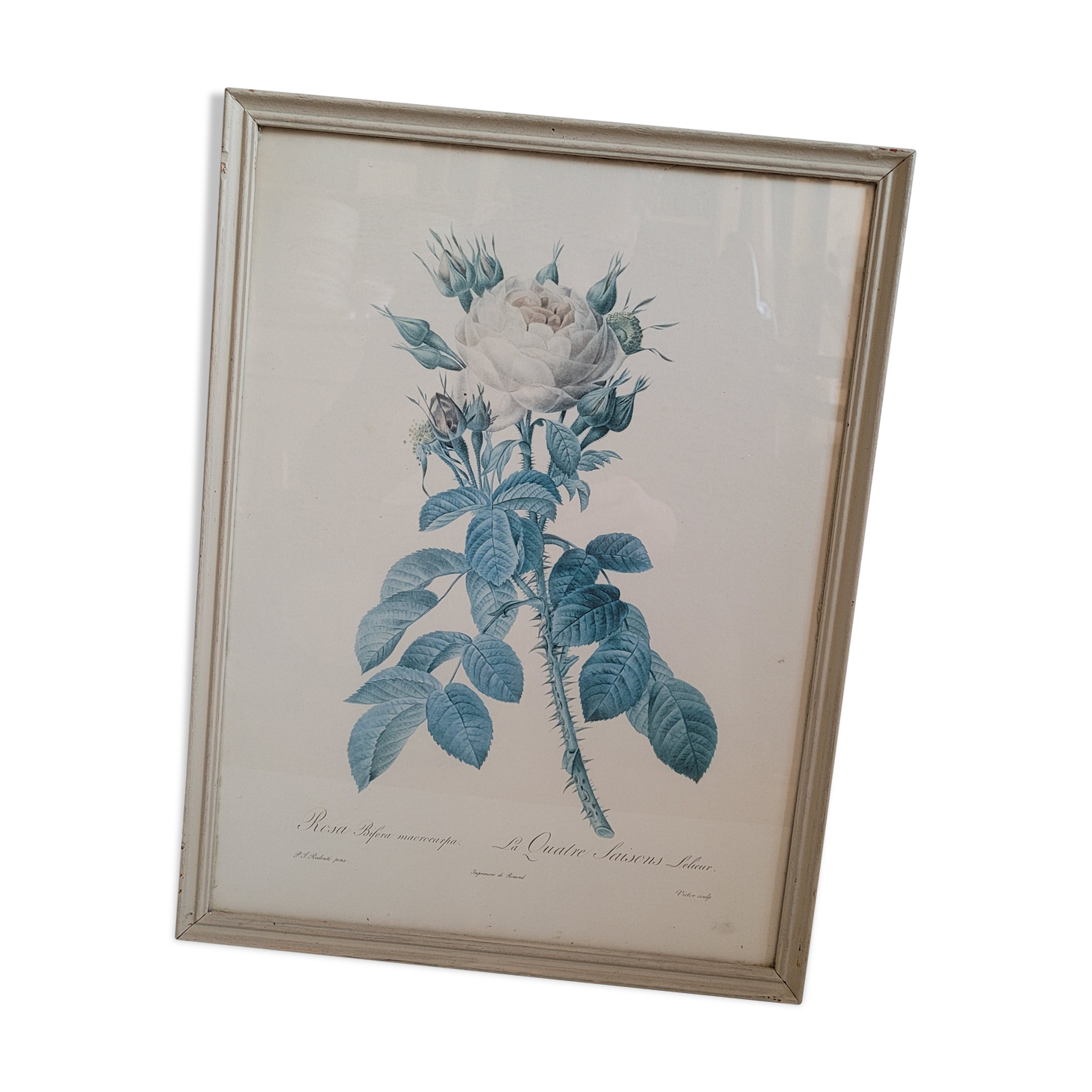 Litho rose Four seasons Lelieux