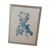 Litho rose Four seasons Lelieux