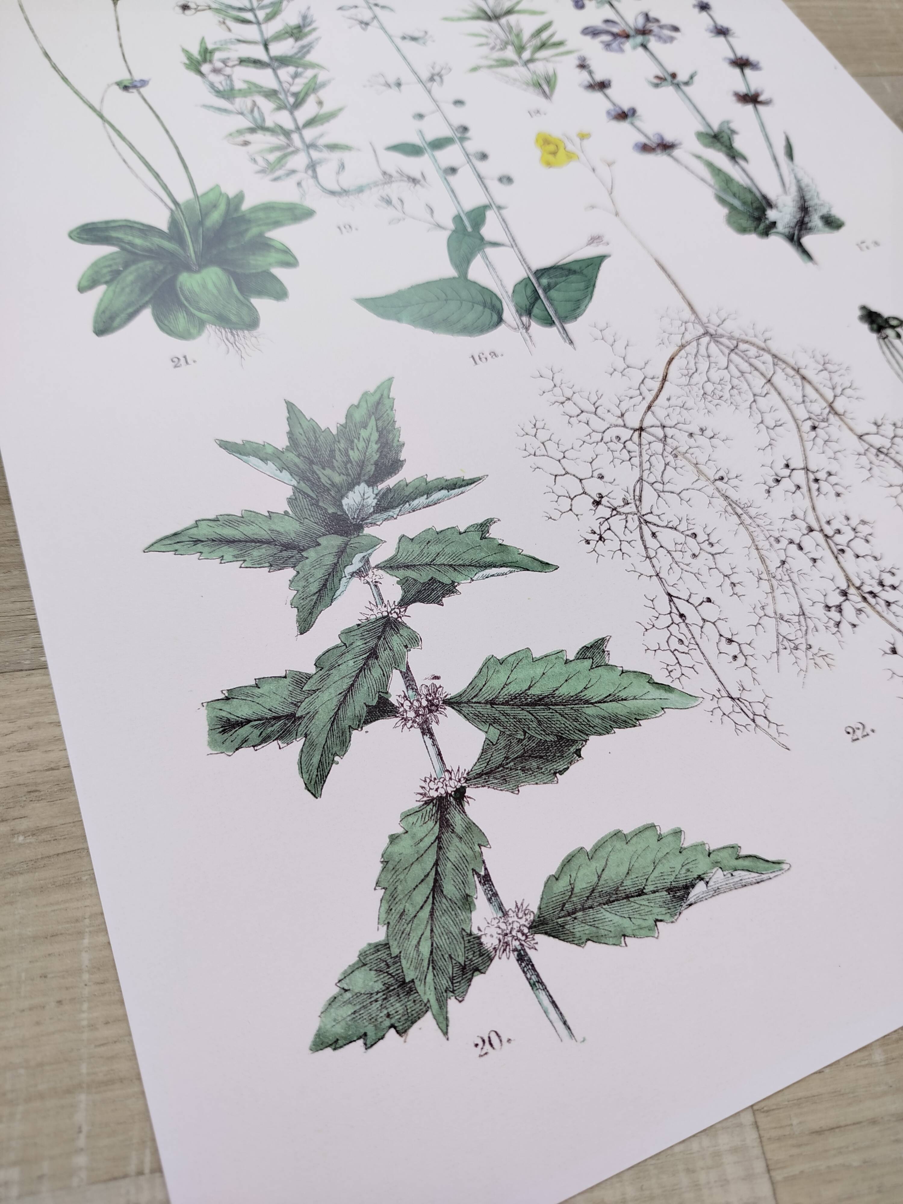 Affiche sur les plantes d'après une gravure de 1881 "romarin"