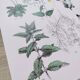 Affiche sur les plantes d'après une gravure de 1881 "romarin"