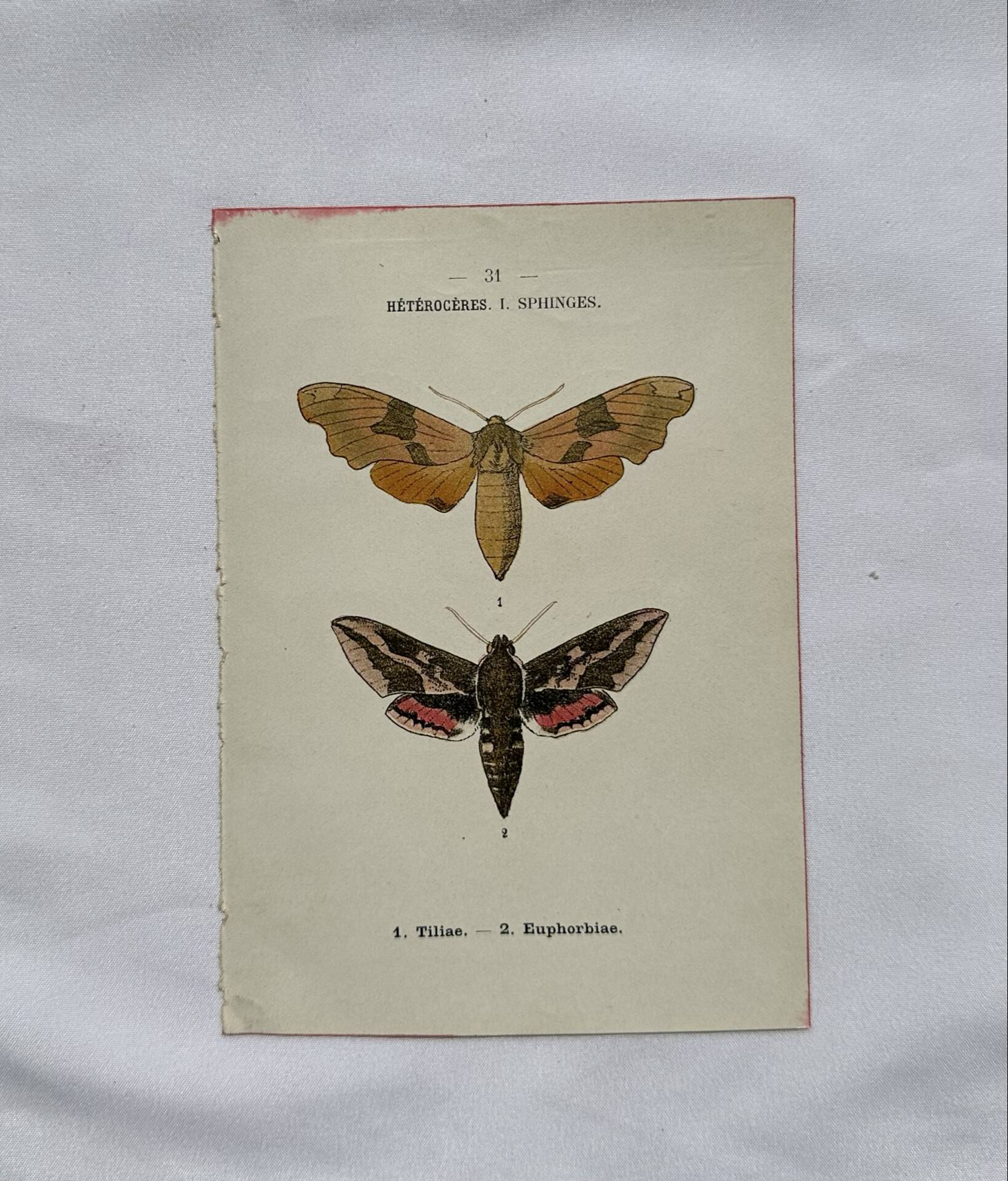 Gravure botanique papillons double face planche naturaliste Eau forte