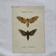 Gravure botanique papillons double face planche naturaliste Eau forte