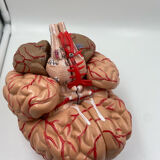 Anatomical brain model