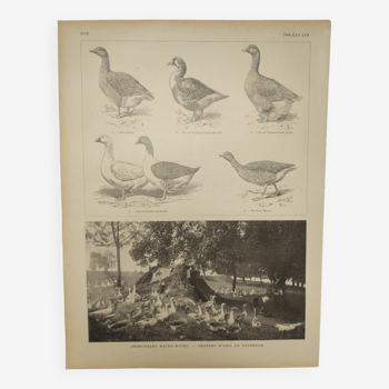 Original engraving from 1922 - Goose - Old farm board with Jars (poultry)