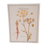 Botanical board Stinging parsnips