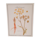 Planche botanique Panais urticant