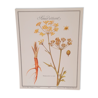 Botanical board Stinging parsnips