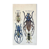 Bas relief painting / earth Beetle entomology A. Prudhomme Cabinet of curiosities