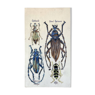 Bas relief painting / earth Beetle entomology A. Prudhomme Cabinet of curiosities