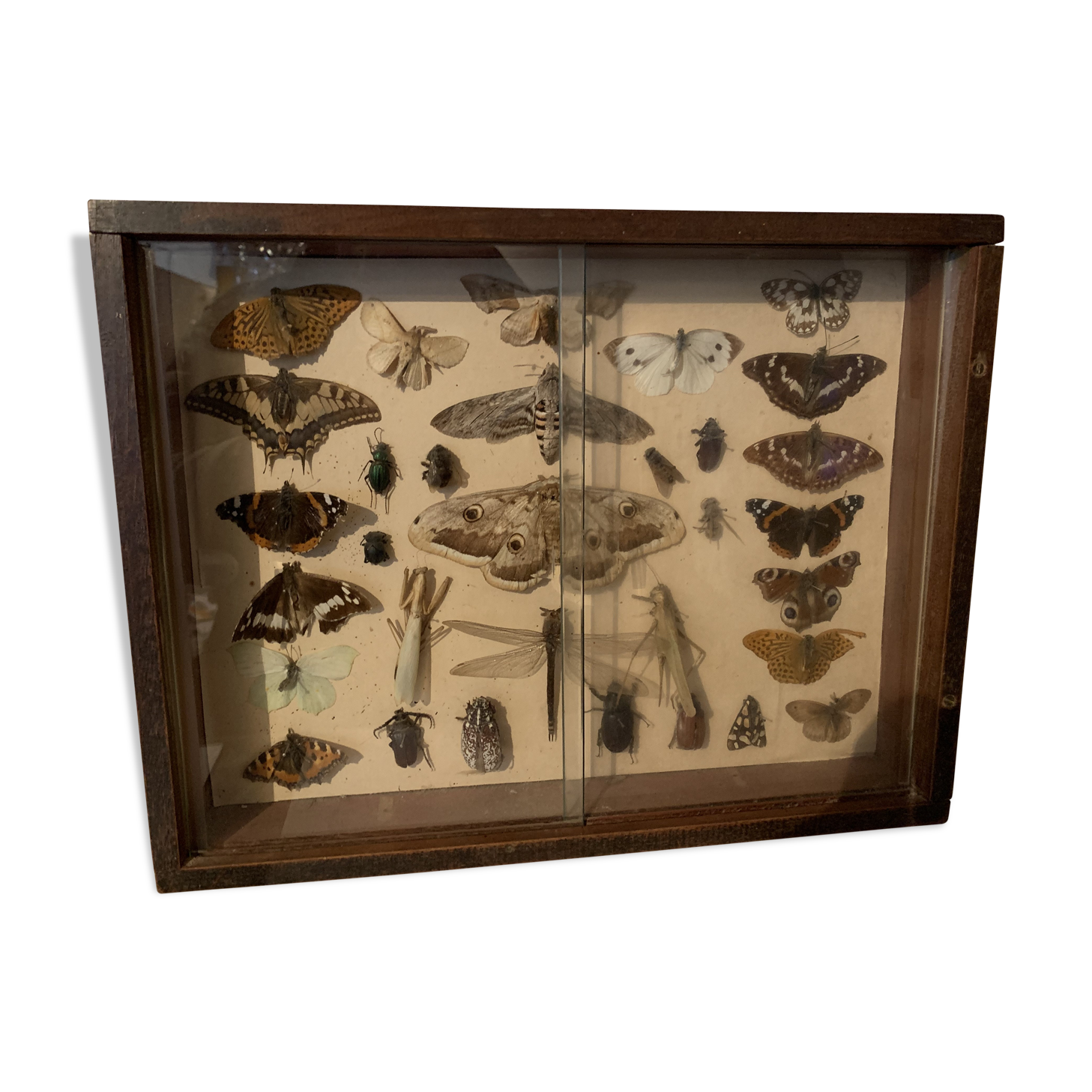 Butterflies