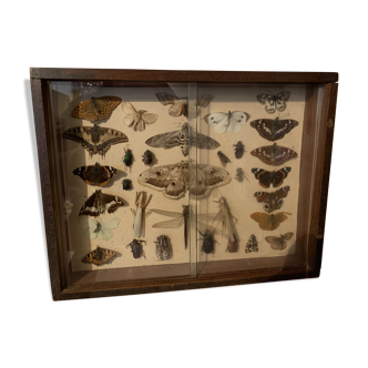 Butterflies
