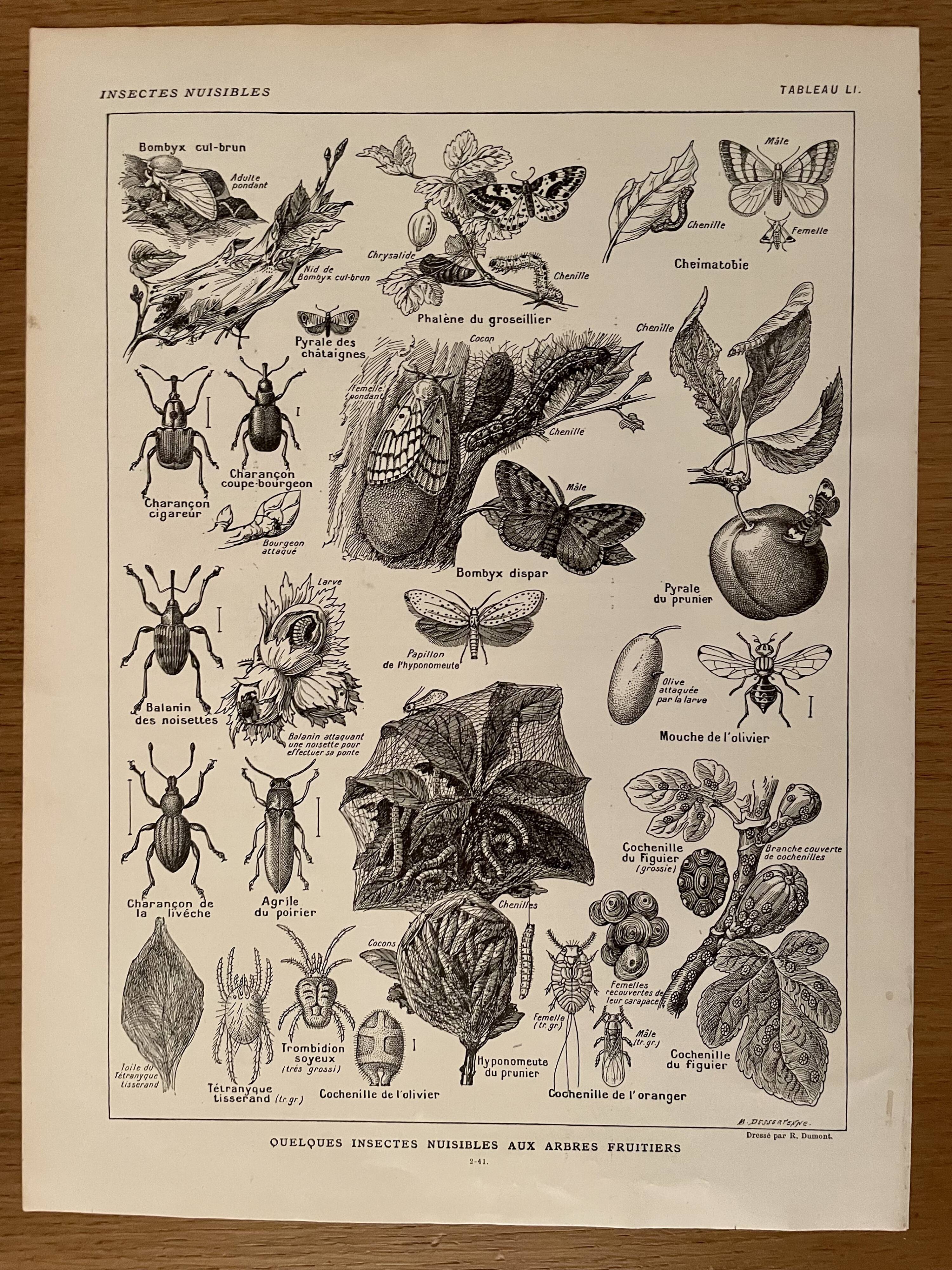 Lithograph on insect pests from 1921