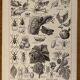 Lithograph on insect pests from 1921