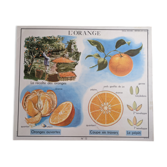 Ancienne affiche scolaire vintage années 50 orange et fourrure éditions rossignol