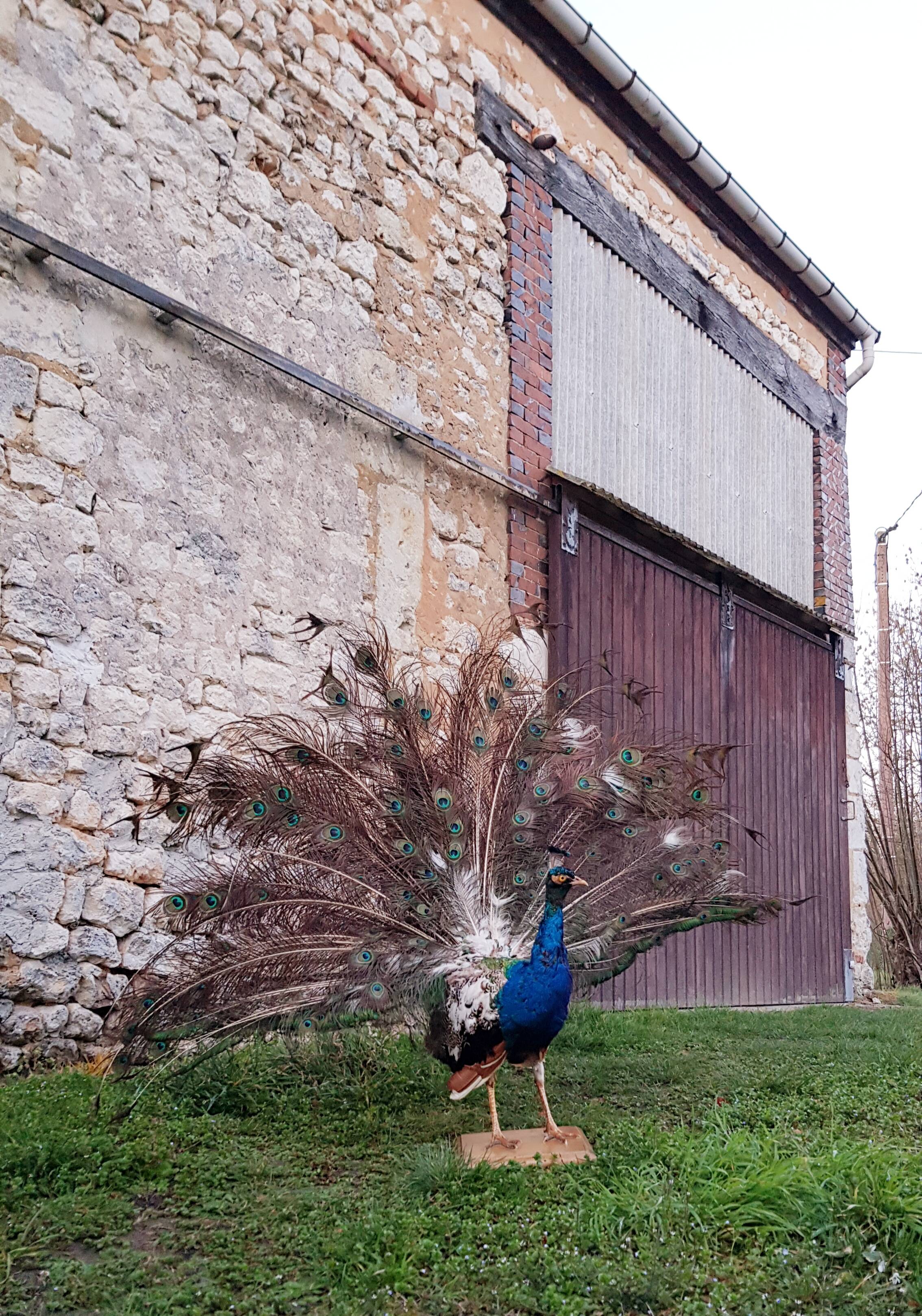 Naturalized blue peacock