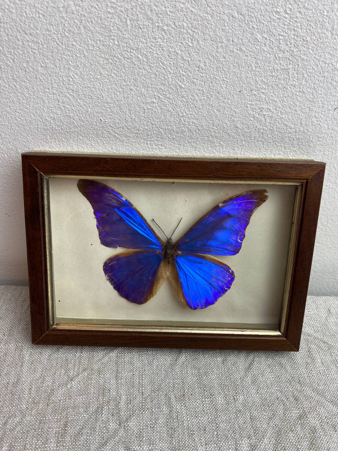 Naturalized butterfly frame under glass