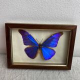 Naturalized butterfly frame under glass