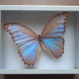 Stuffed butterfly