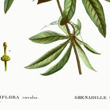 Botanical poster of Blue Passionflower, after an old engraving