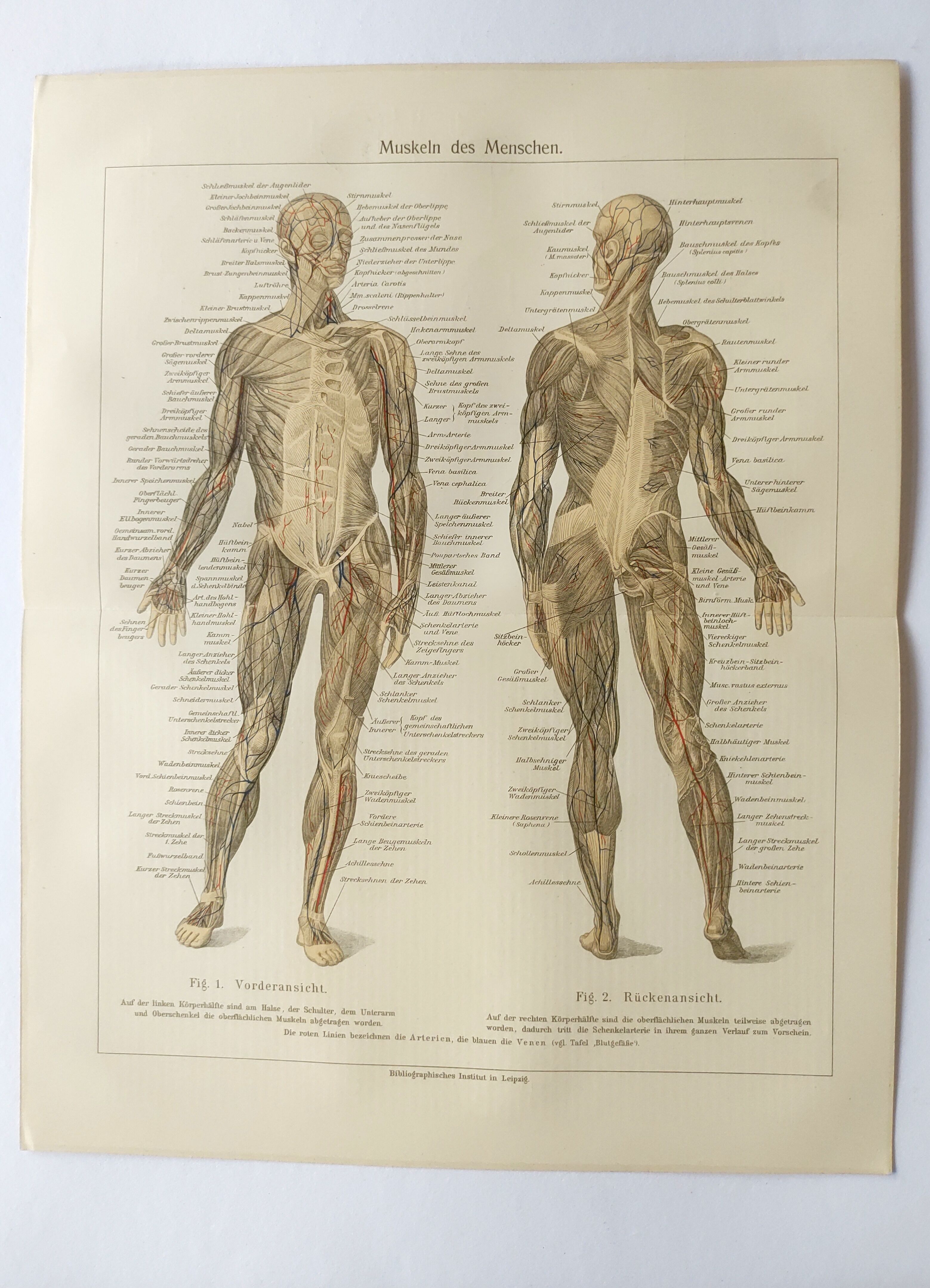 Antique print - Human anatomy - Muscles - Chromo-lithography from 1909