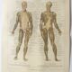 Antique print - Human anatomy - Muscles - Chromo-lithography from 1909