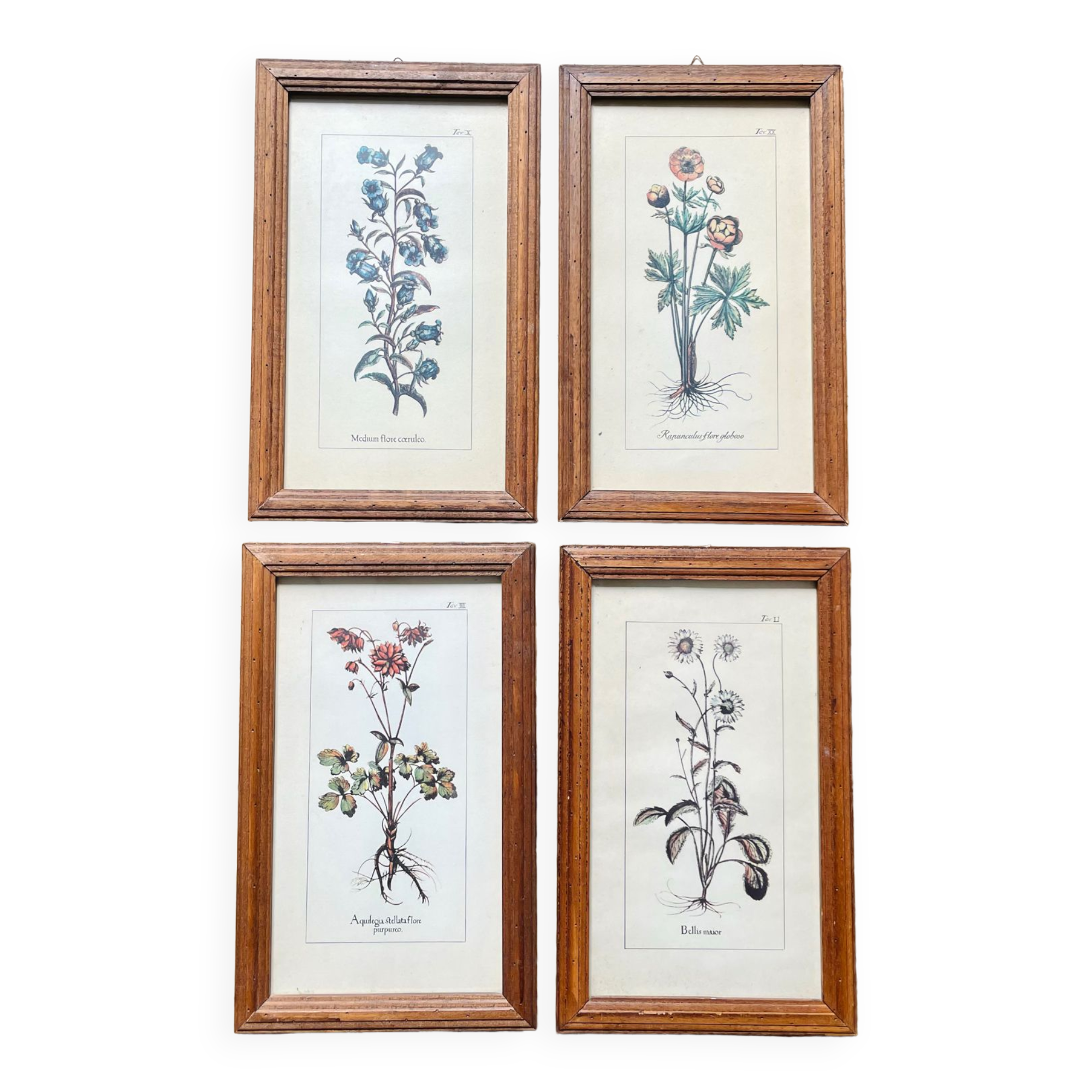 Set of 4 herbarium-type posters