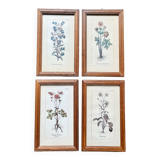 Set of 4 herbarium-type posters