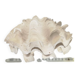 Natural giant clam shell (Tricdana) 2 assorted halves 19 cm