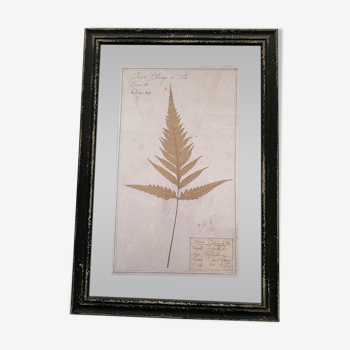 Herbarium frame "fern n°2"