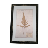 Herbarium frame "fern n°2"