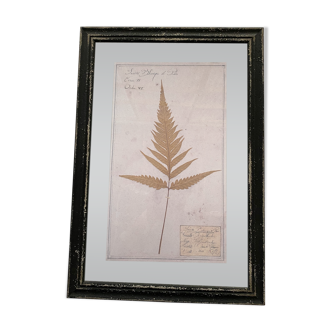 Cadre herbier "fougère n°2"