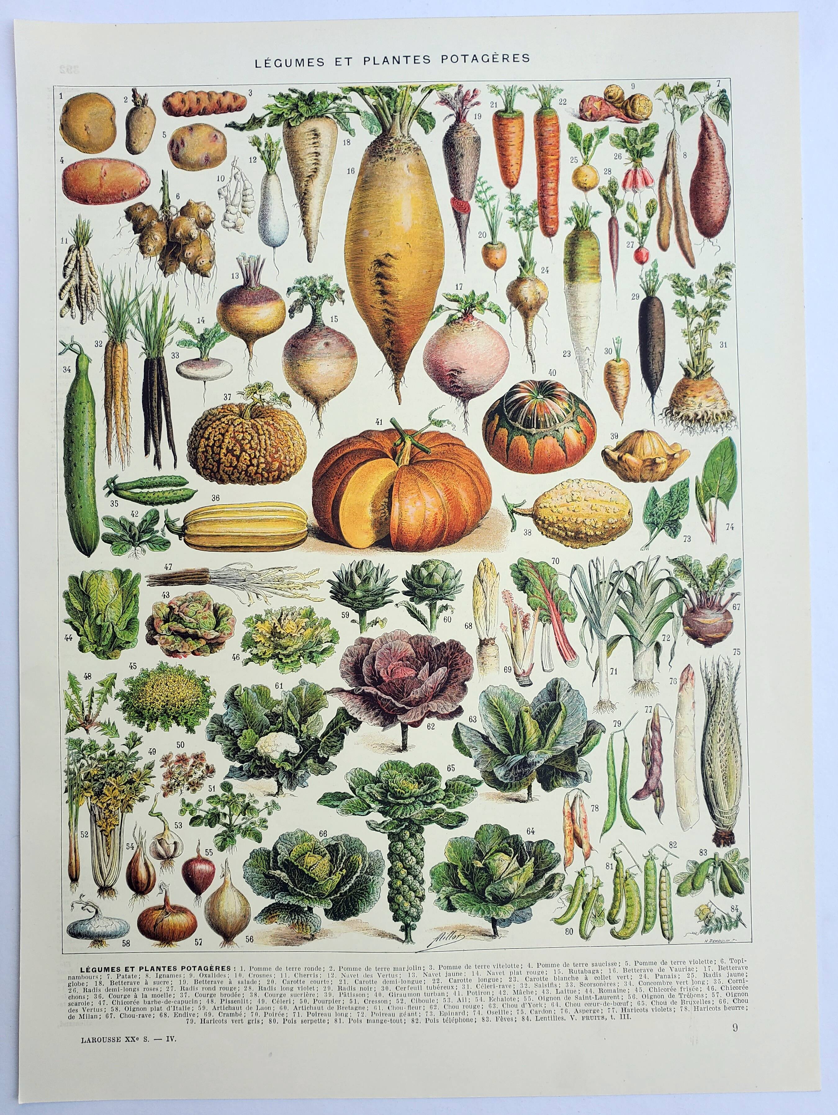 Old engraving 1928, Vegetables and vegetable plants, vegetable garden • Lithograph, Original plate