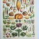 Old engraving 1928, Vegetables and vegetable plants, vegetable garden • Lithograph, Original plate