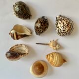 Collection de coquillages exotiques