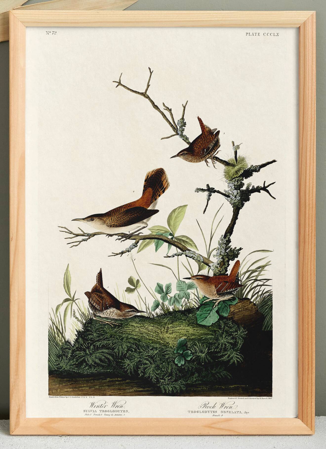 Poster about the wren, based on an old engraving from 1827.