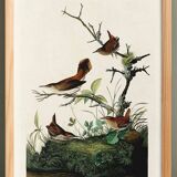 Poster about the wren, based on an old engraving from 1827.