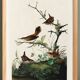 Poster about the wren, based on an old engraving from 1827.