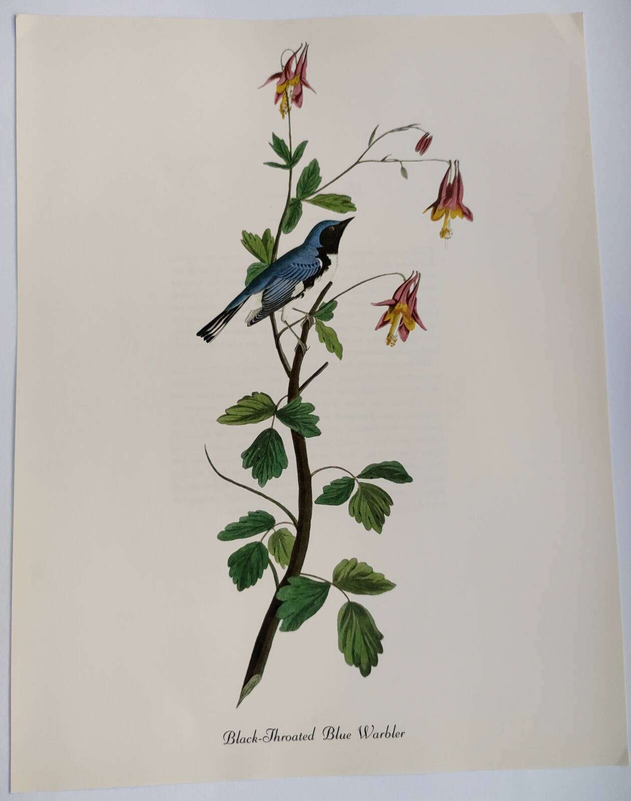 Planche oiseaux de J.J. Audubon - Paruline - de 1978. Illustration zoologique et ornitologique