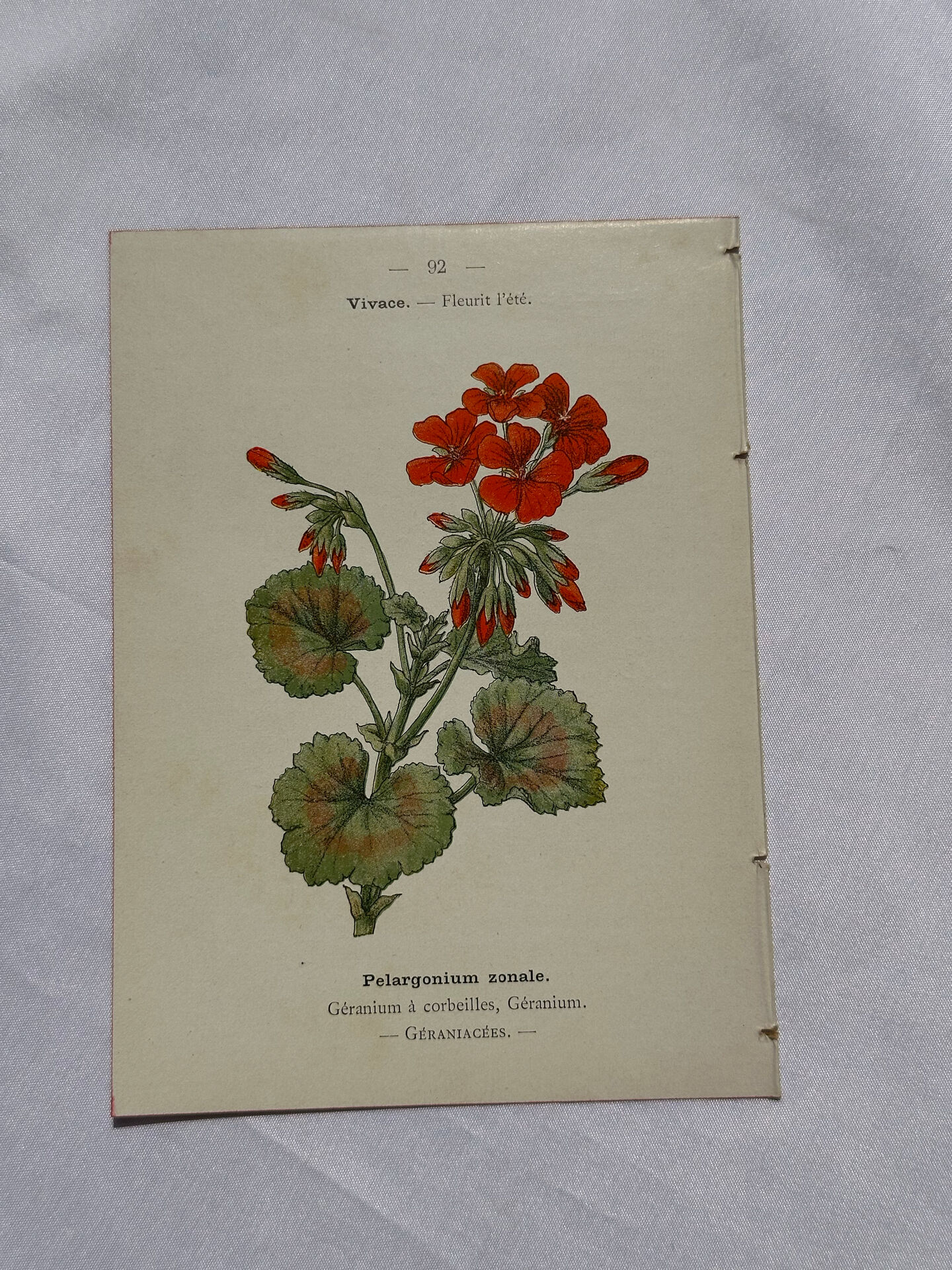 🌿 Botanical Plate Old Naturalist Engraving 19th Century Double-Sided A
