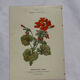 🌿 Botanical Plate Old Naturalist Engraving 19th Century Double-Sided A
