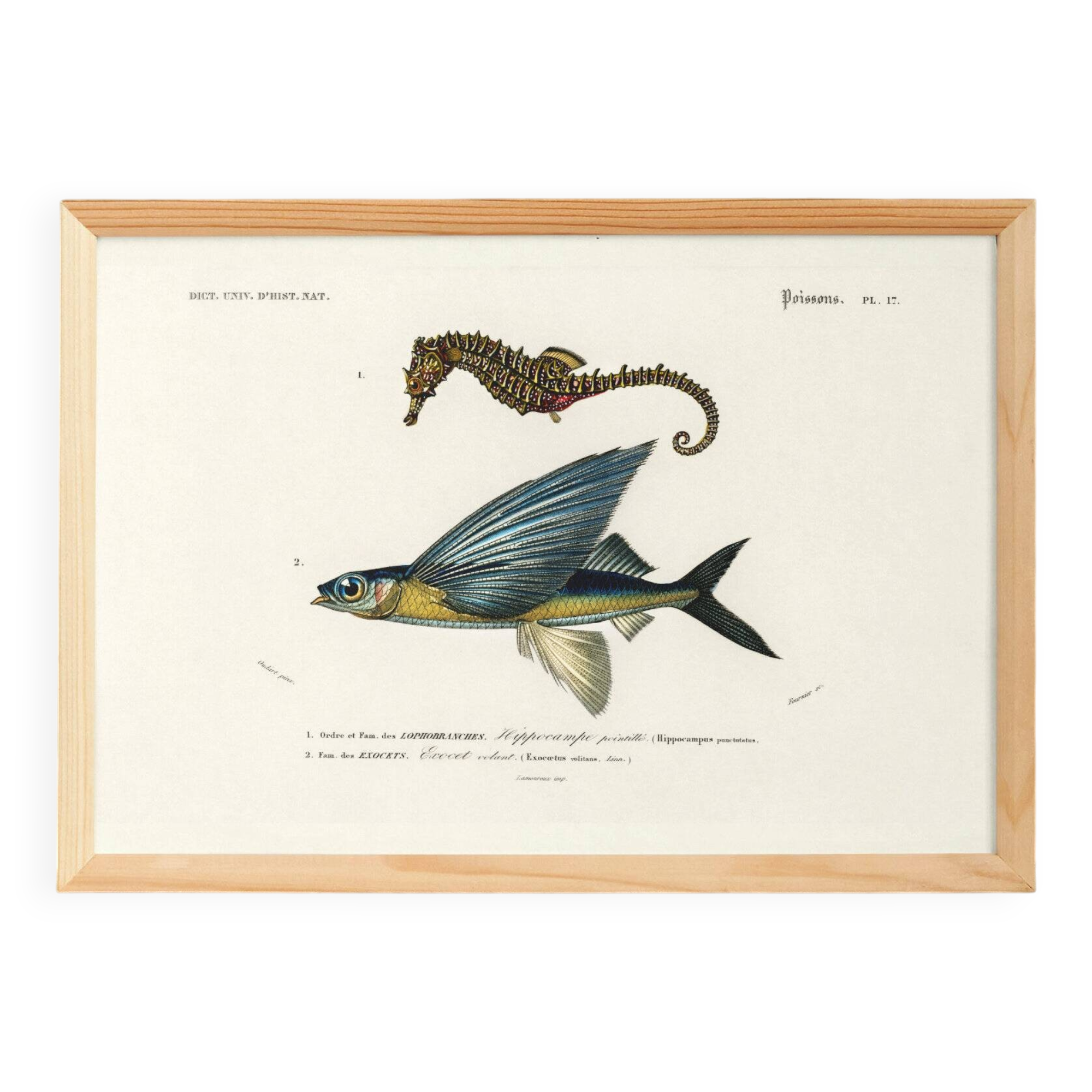 Poster of the Seahorse and the Flying Fish, based on an old engraving