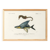 Poster of the Seahorse and the Flying Fish, based on an old engraving